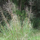 Plancia ëd Panicum virgatum var. virgatum