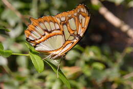 Image de Siproeta stelenes