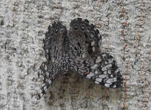 Image of Guatemalan Cracker