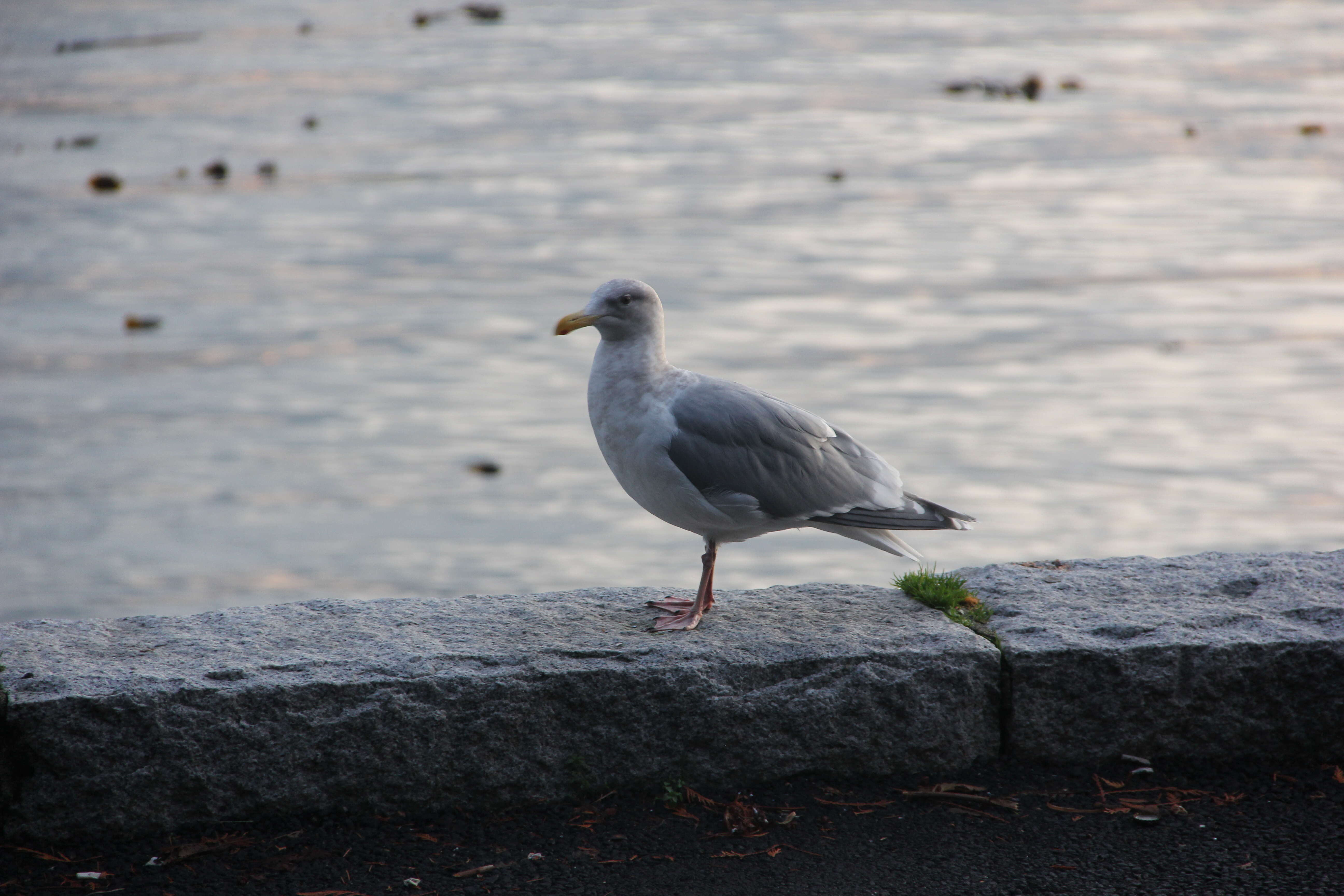 Image of Glaucous-winged Gull