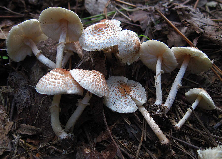 Слика од Lepiota cristata (Bolton) P. Kumm. 1871