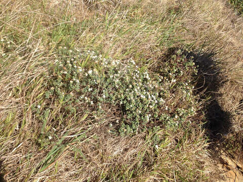 Image of Pimelea prostrata (J. R. & G. Forst.) Willd.