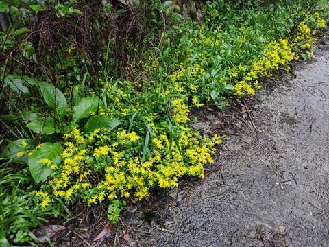 Слика од Sedum emarginatum Migo