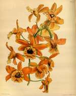 Imagem de Dendrobium fimbriatum Hook.