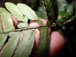 Bolbitis appendiculata (Willd.) Iwatsuki resmi