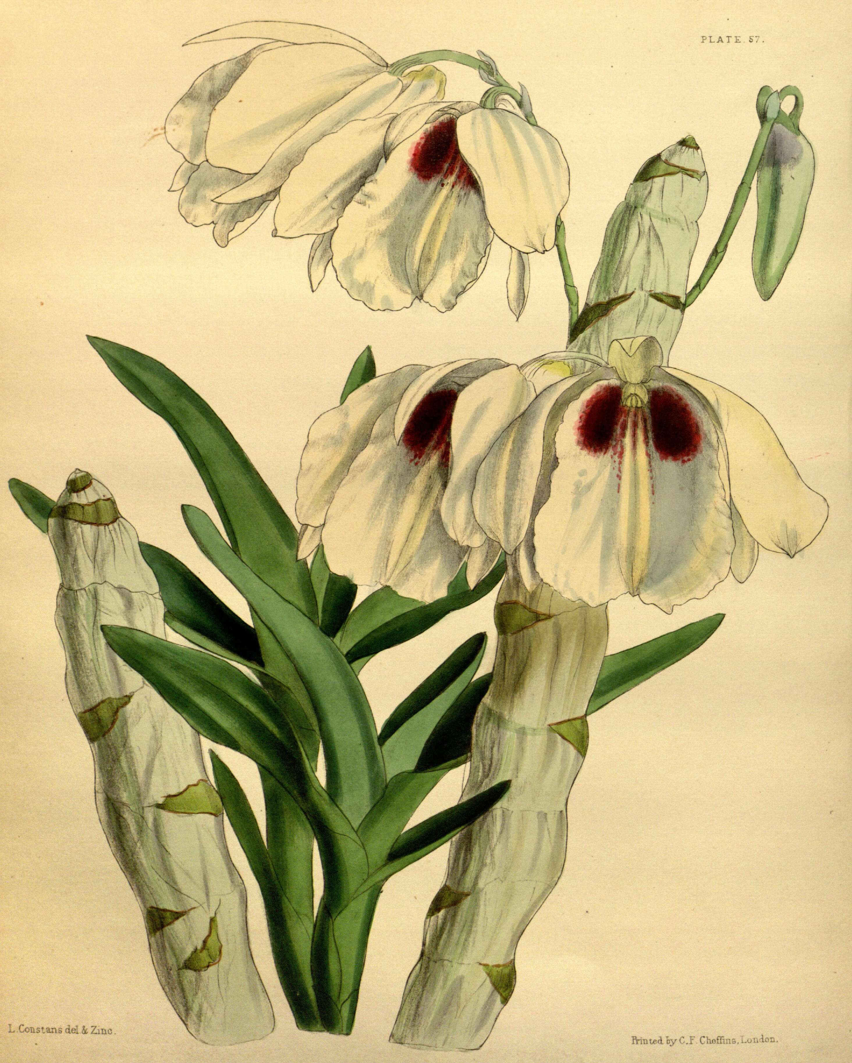 Sivun Dendrobium albosanguineum Lindl. & Paxton kuva