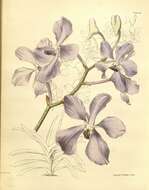 Image of blue orchid