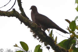 Image of Ruddy Pigeon