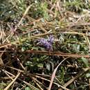 Image of Ceanothus divergens var. occidentalis (Mc Minn) D. O. Burge