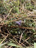 Image of Ceanothus divergens var. occidentalis (Mc Minn) D. O. Burge