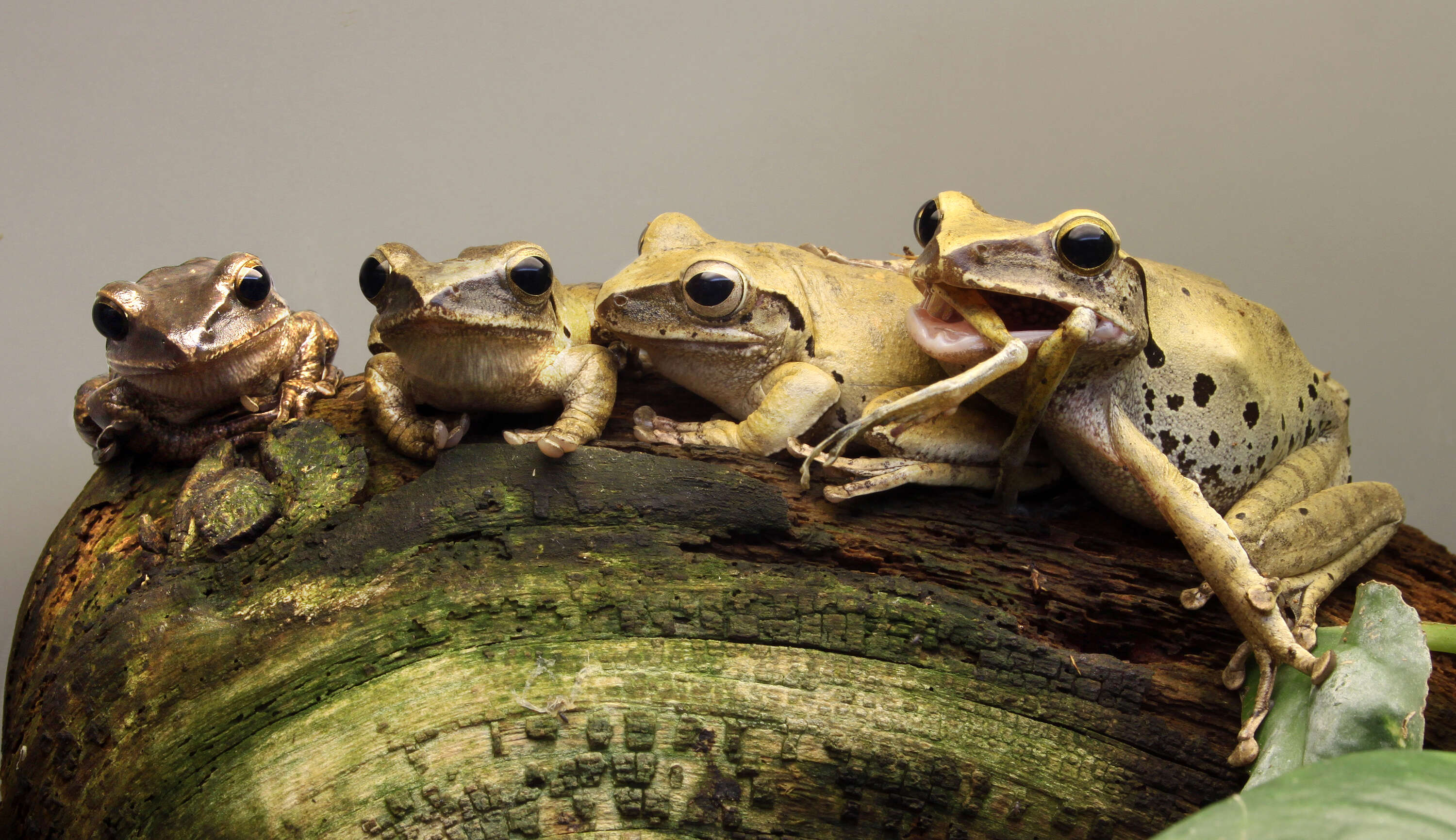 Image of Common Tree Frog