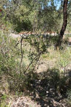 Image de Melaleuca crossota Craven & R. D. Edwards