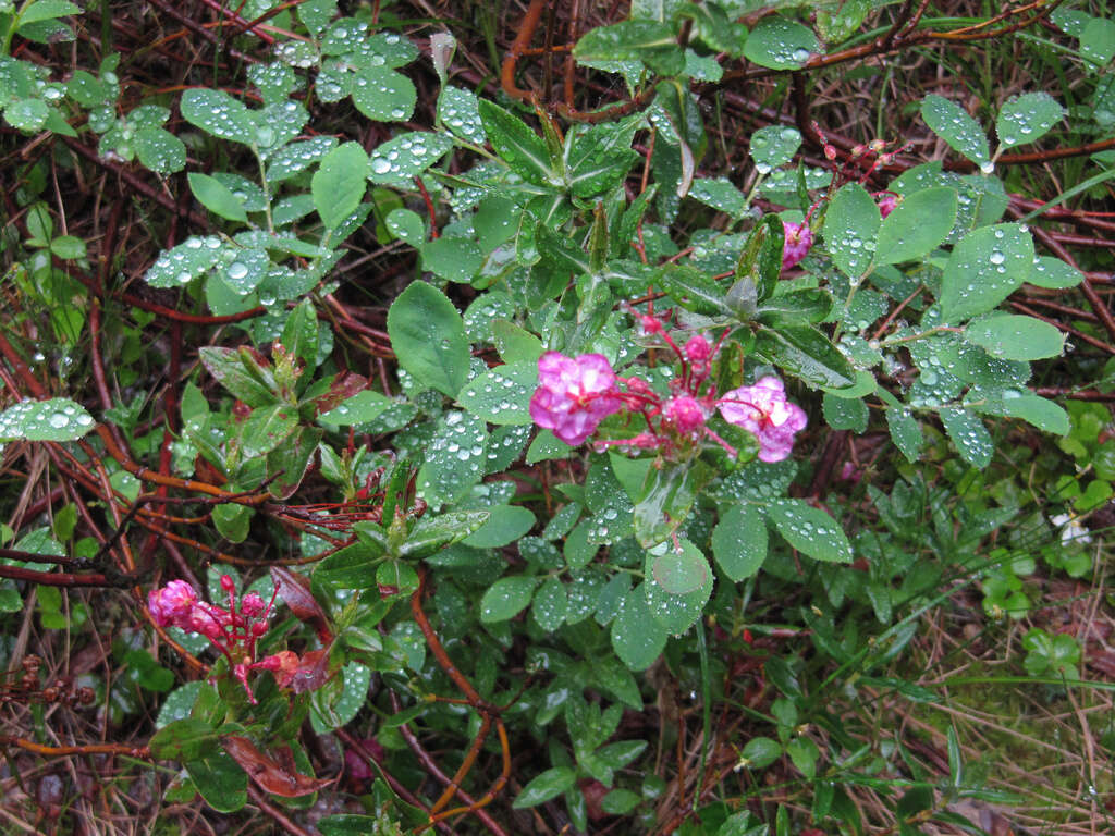 Image of alpine laurel