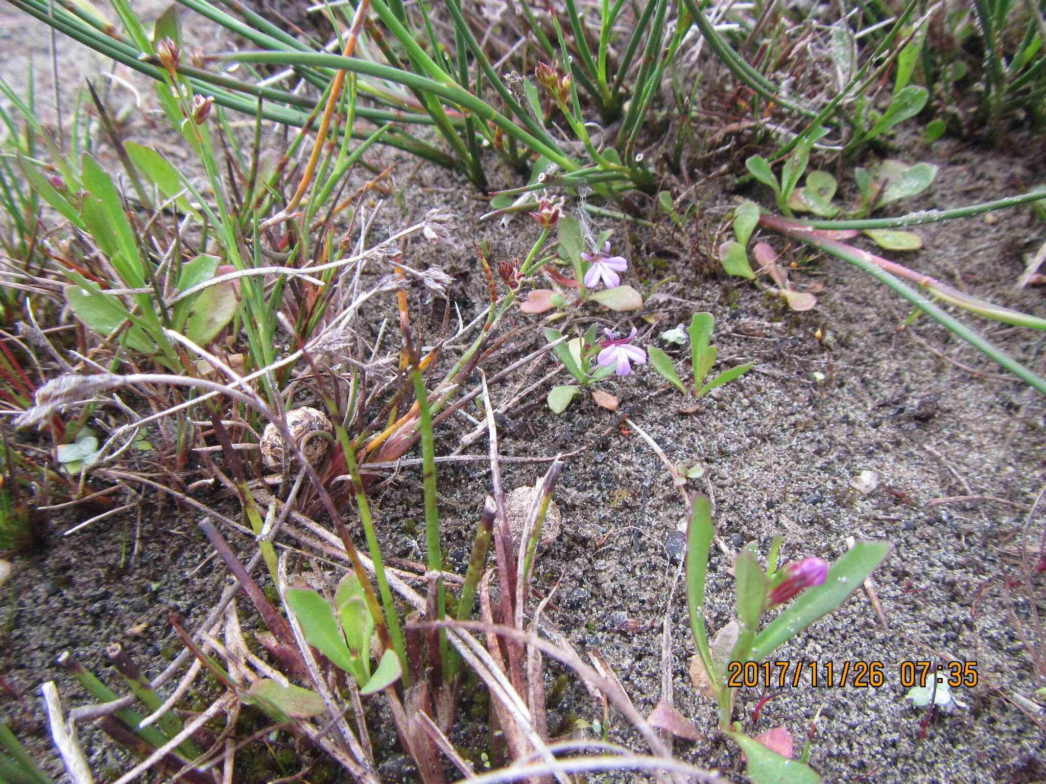 Image of Lobelia anceps L. fil.