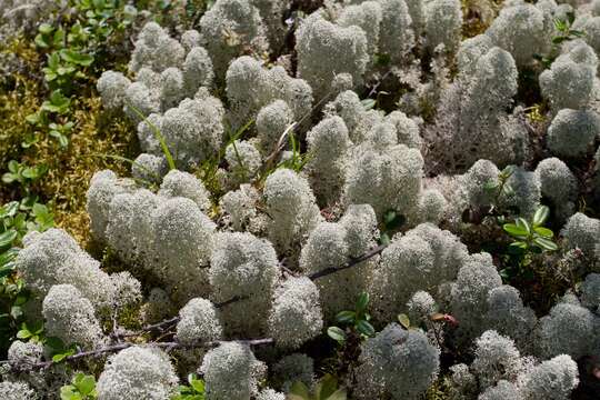 Image of star reindeer lichen