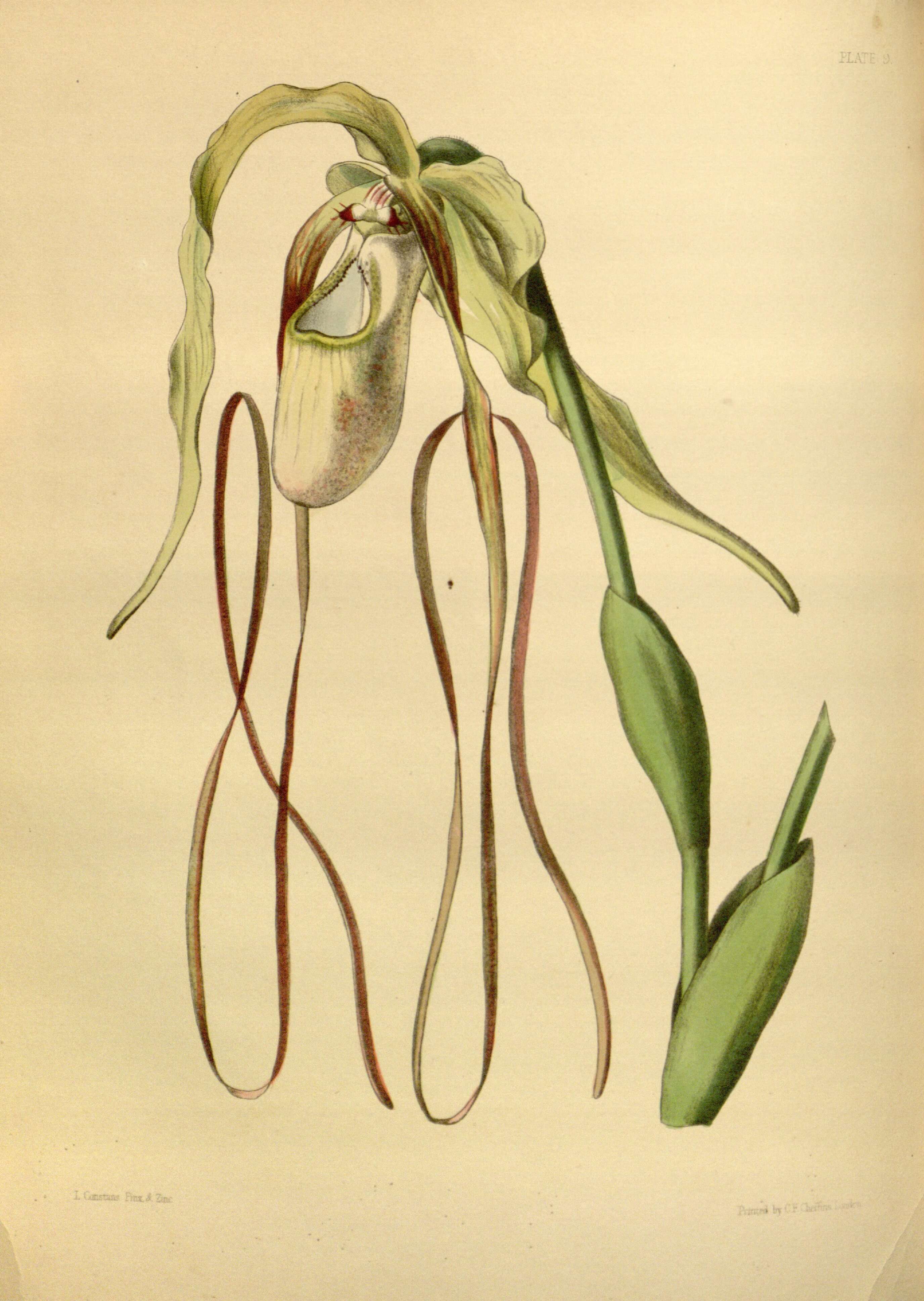 Image de Phragmipedium caudatum (Lindl.) Rolfe