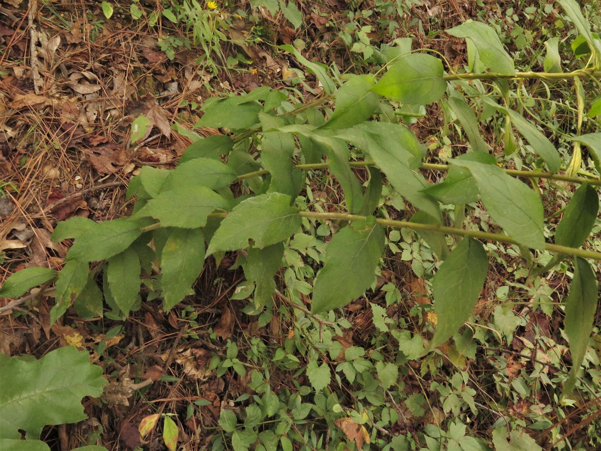 Image of Palmer's goldenrod