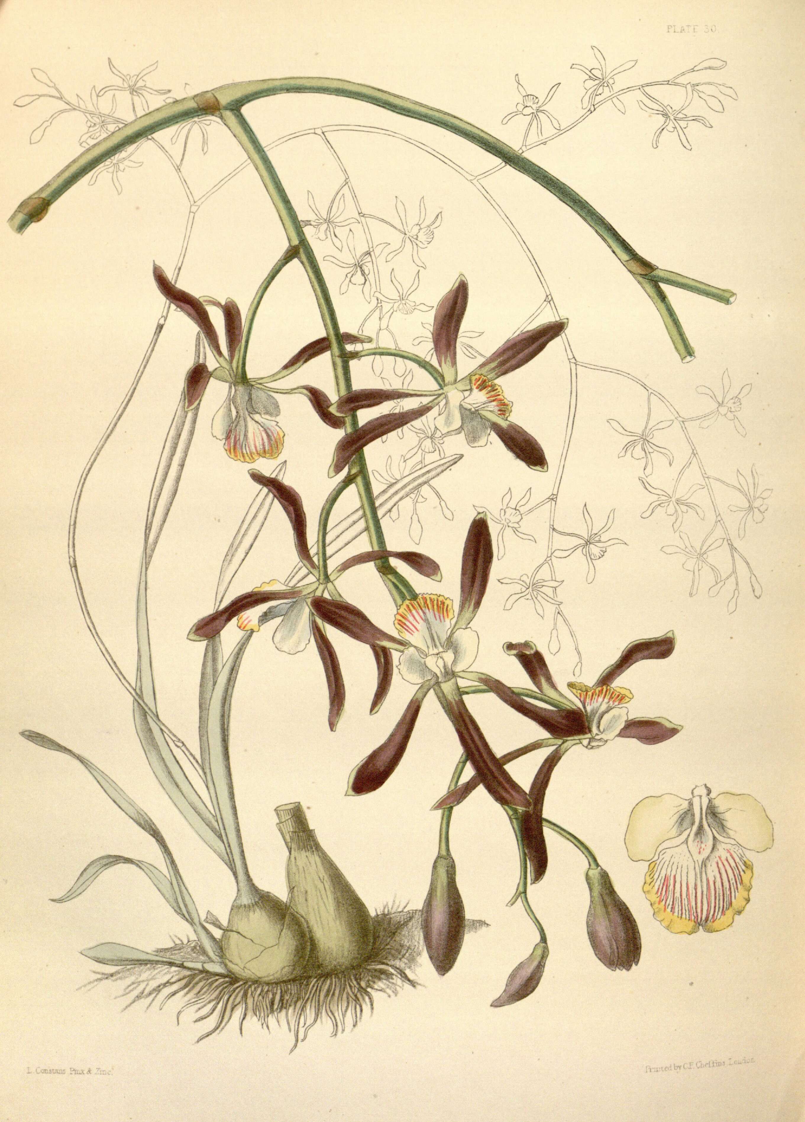 Image of Encyclia alata (Bateman) Schltr.