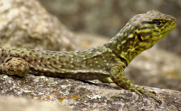 Слика од Stenocercus crassicaudatus (Tschudi 1845)