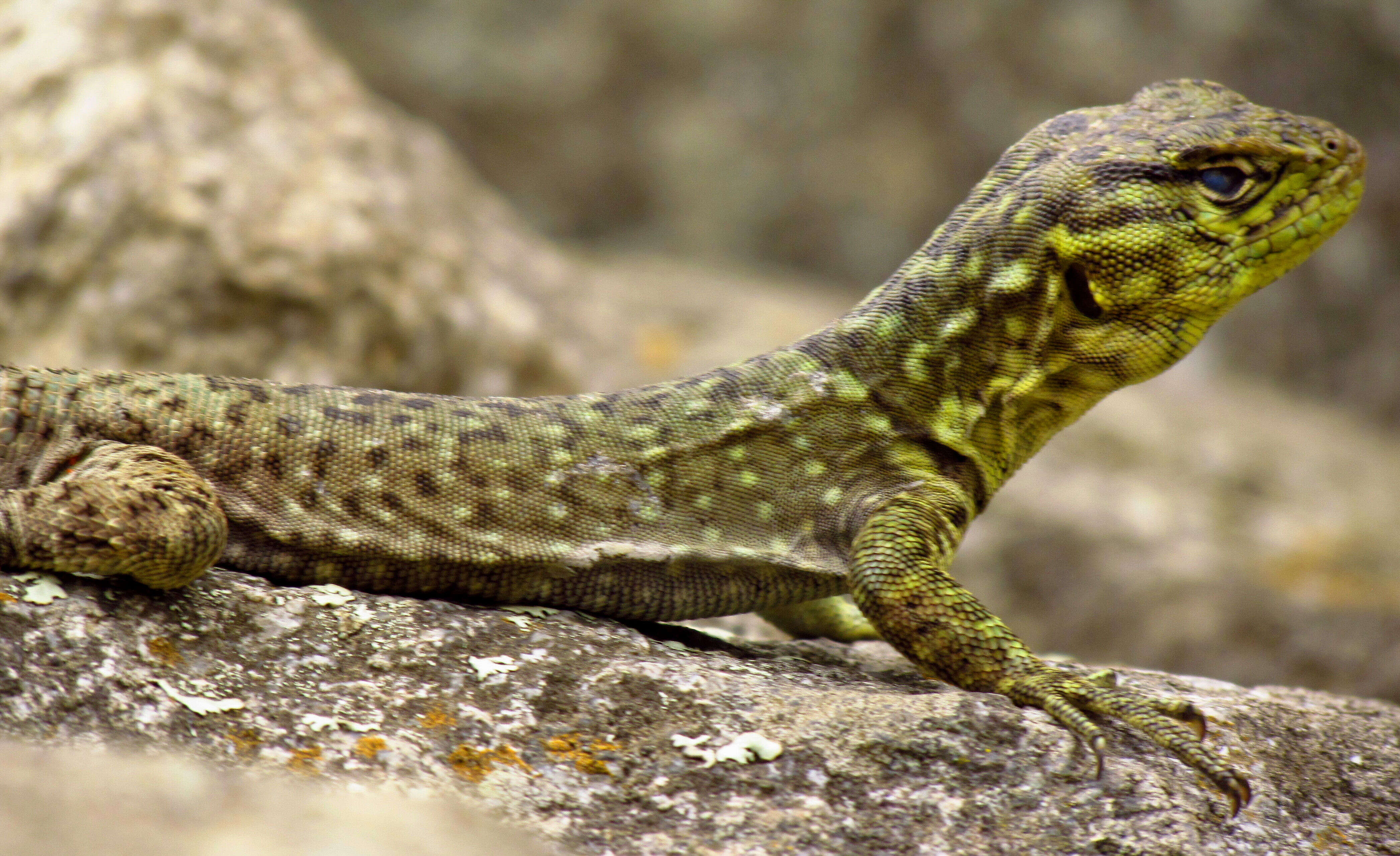 Image of Spiny Whorltail Iguana