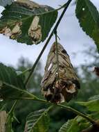 Image of Elm leafminer