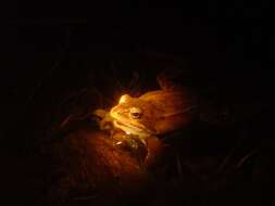 Image of Altai Brown Frog (Altai Mountains Populations)