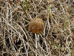 Image of Marah macrocarpa (Greene) Greene