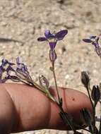 Image of Nevada gilia