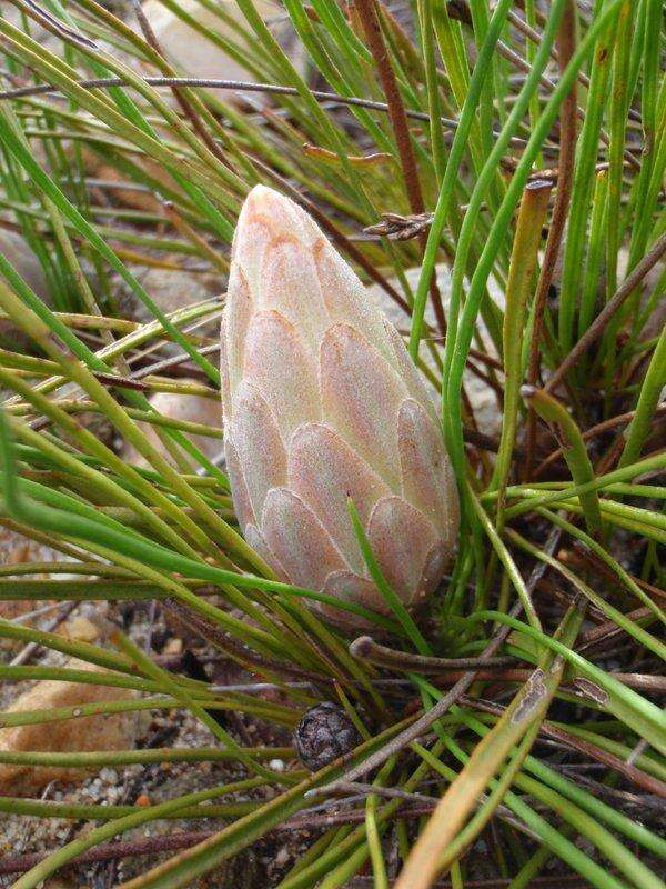 Image of Protea scorzonerifolia (Salisb. ex Knight) Rycroft