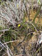 Image of Fringed Bladderwort