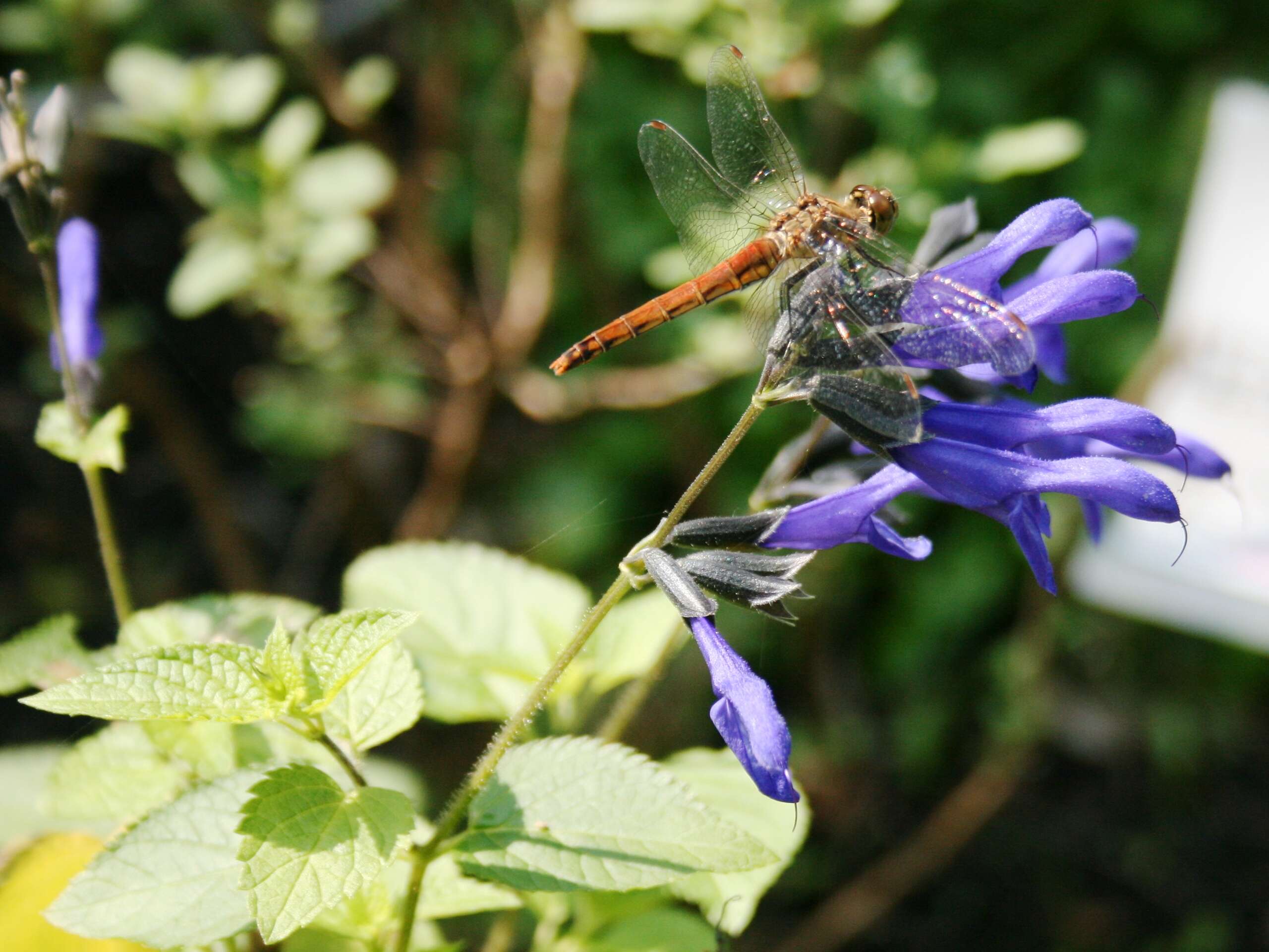 Image of Autumn darter