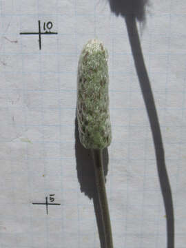 Image de Anemone tuberosa var. texana M. Enquist & B. Crozier