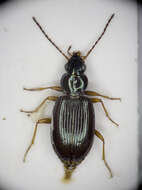 Bembidion (Peryphanes) deletum Audinet-Serville 1821的圖片