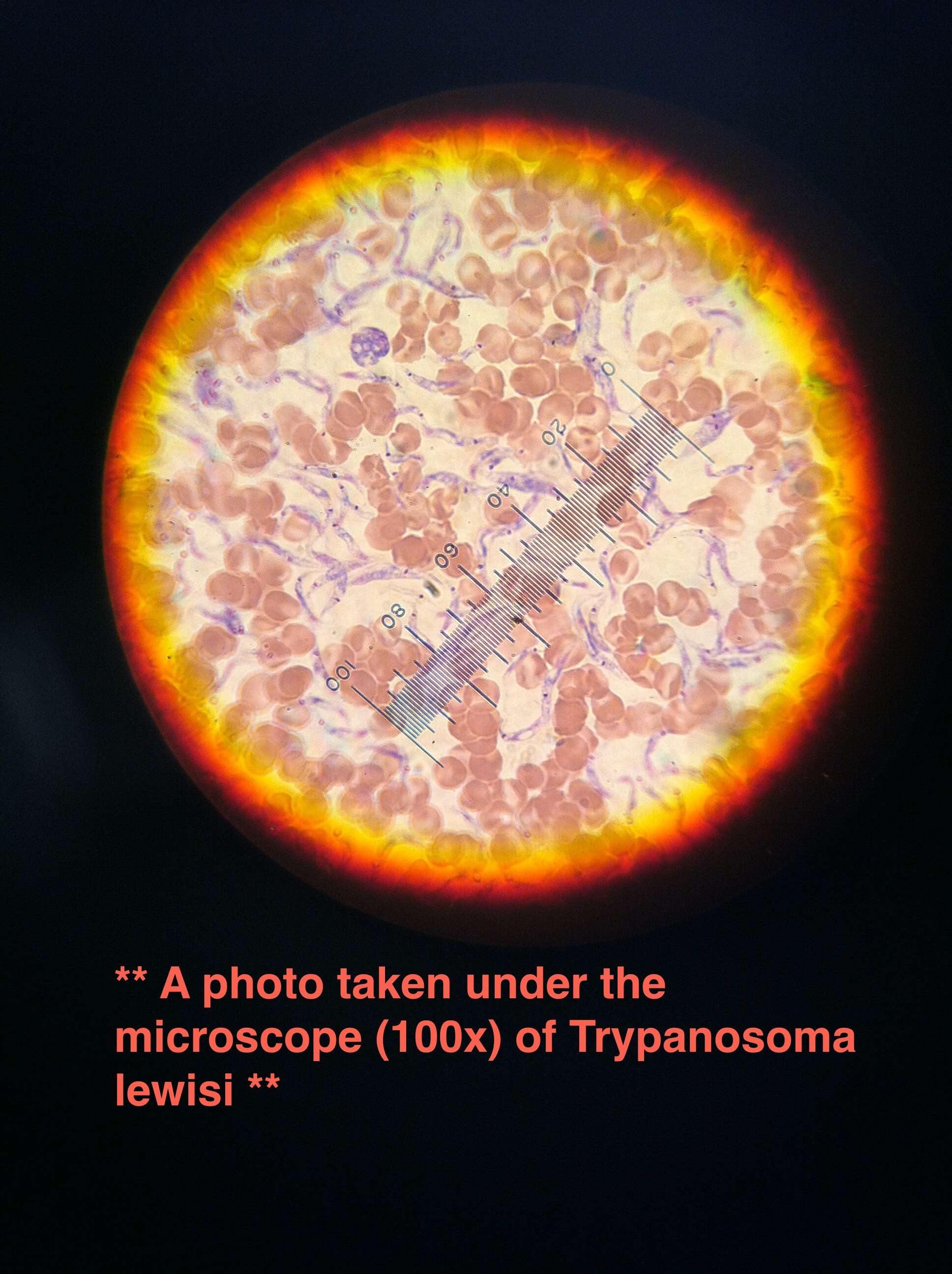 Image of Trypanosoma lewisi