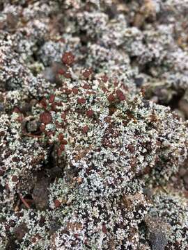 Image of condensed snow lichen