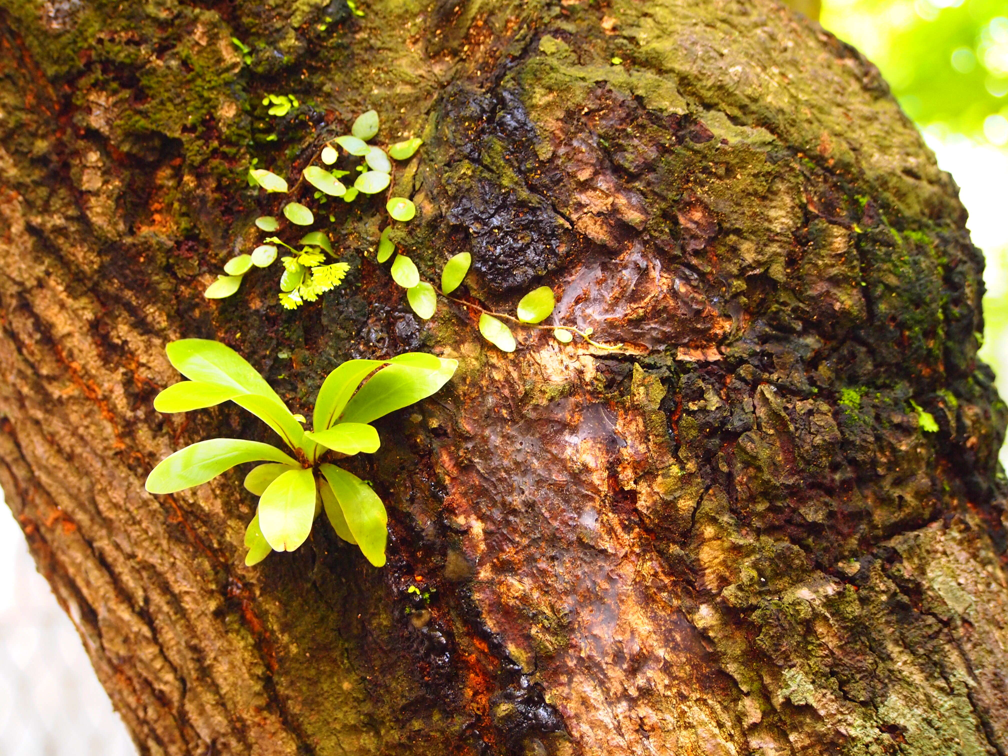 Слика од Asplenium nidus L.