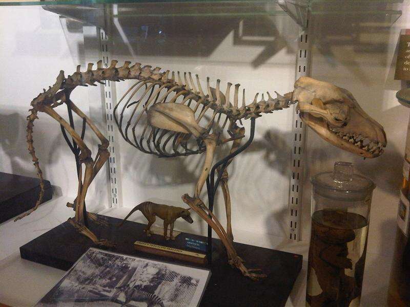 Image of thylacines