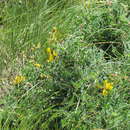 Sivun Calophaca wolgarica (L. fil.) DC. kuva