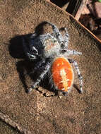 صورة Phidippus adumbratus Gertsch 1934