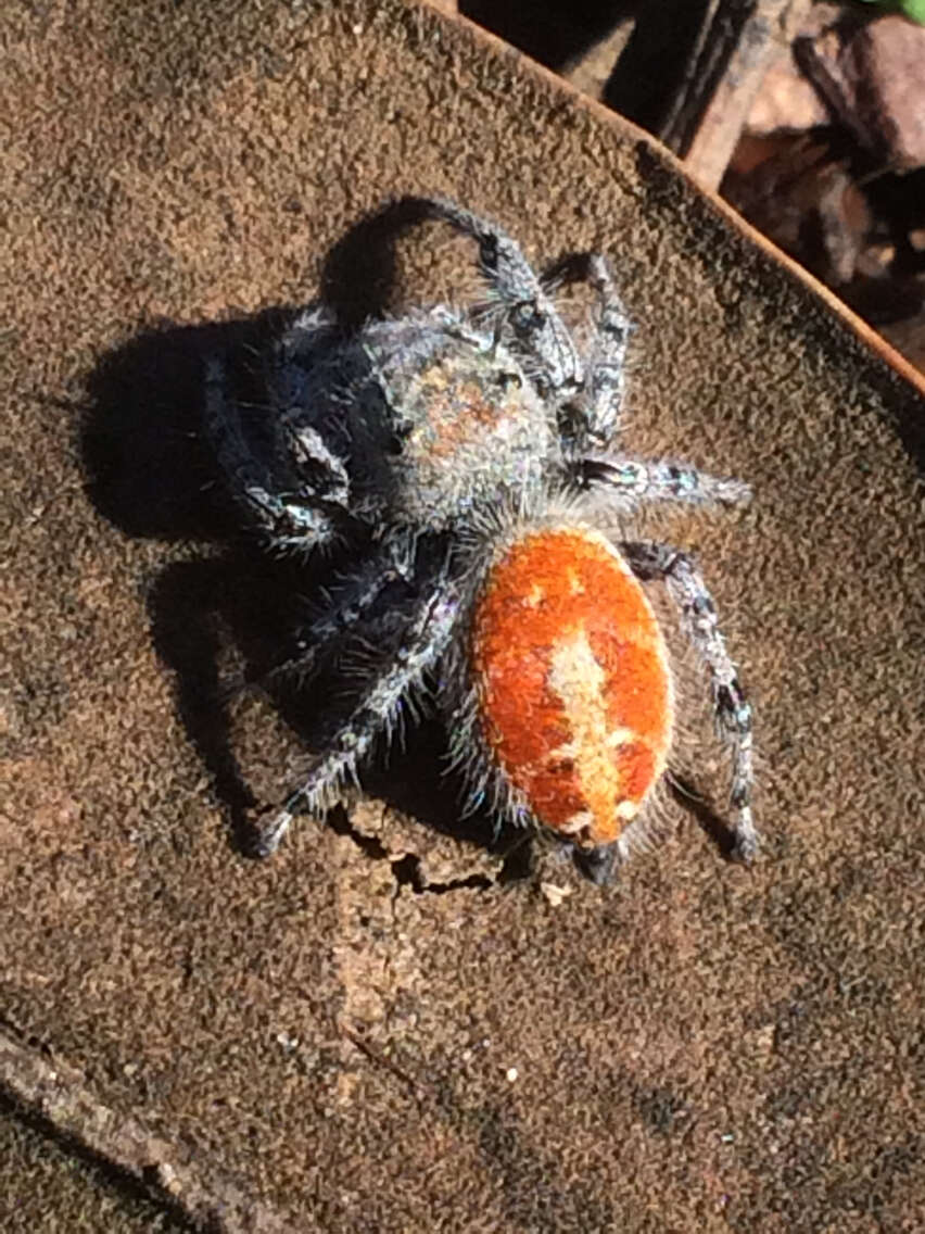 صورة Phidippus adumbratus Gertsch 1934