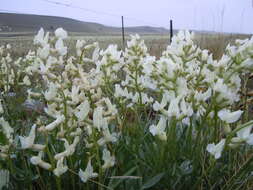 Image of white locoweed