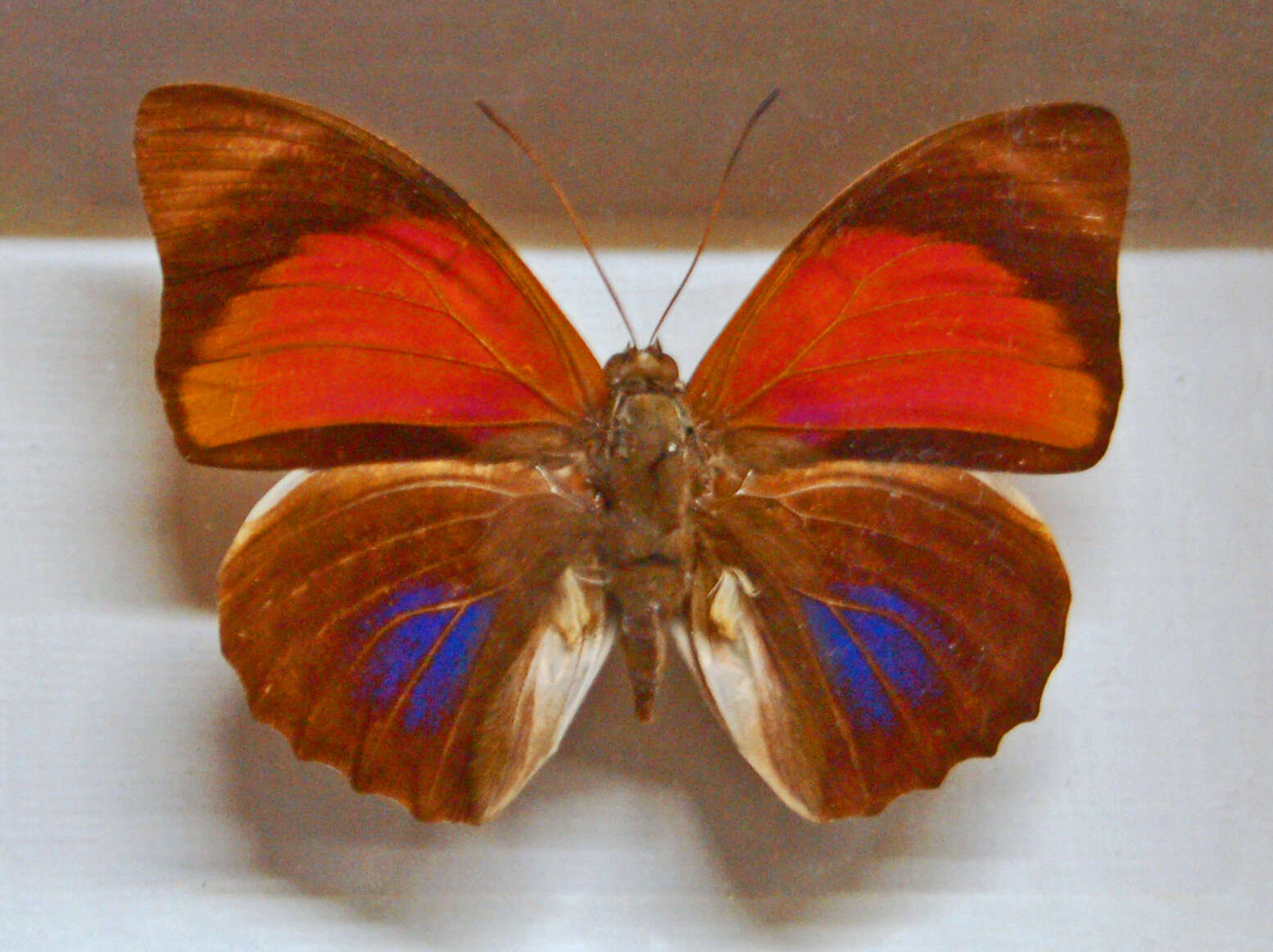 Image of Agrias claudina