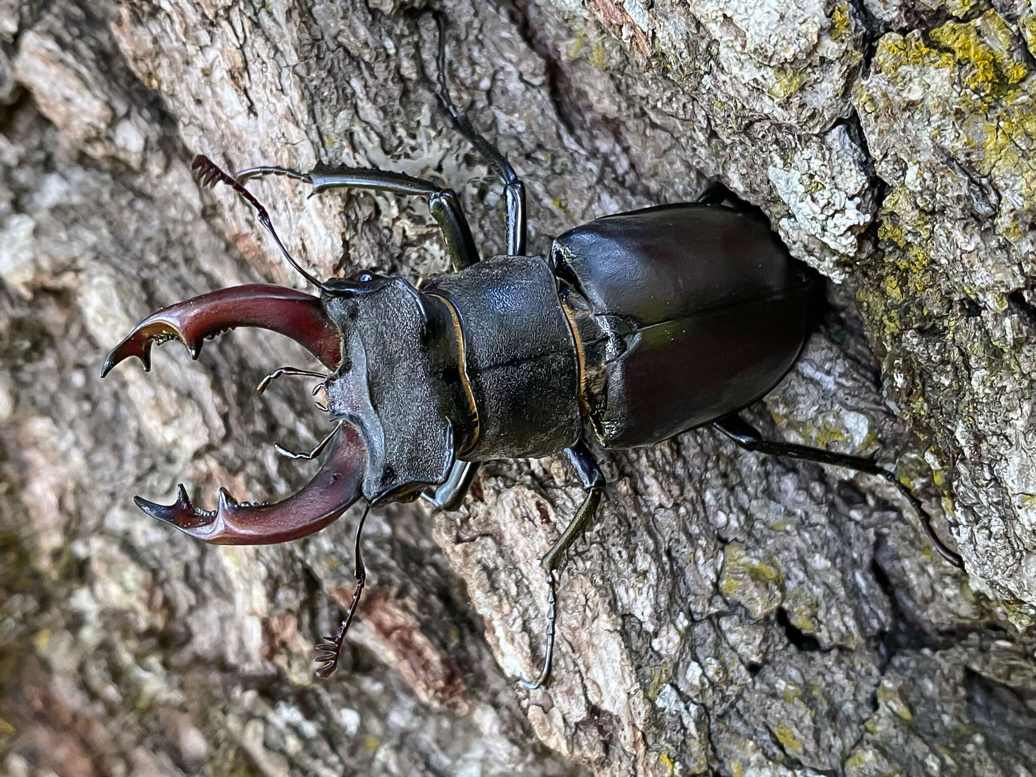 Image de Lucanus cervus cervus