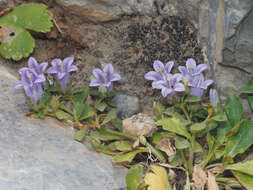 Image de Campanula saxatilis subsp. saxatilis