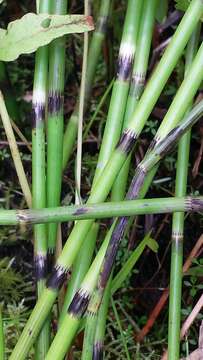 Image of Water Horsetail