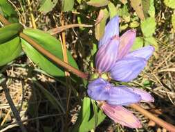 Image of closed bottle gentian