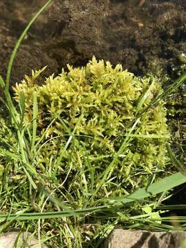 Image of river feather-moss