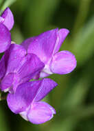 Image of Lathyrus quinquenervius (Miq.) Litv.