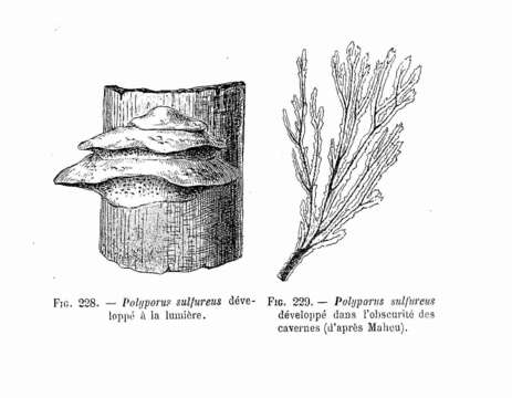 Image of Bracket Fungus