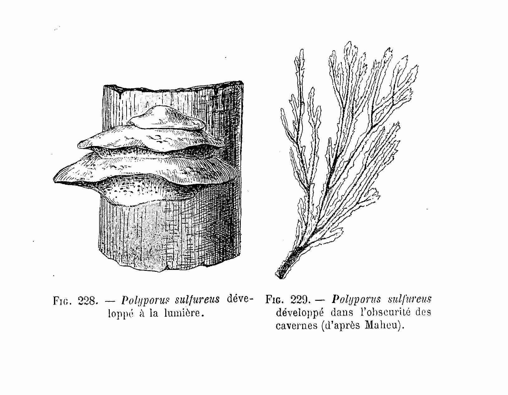 Image of Bracket Fungus